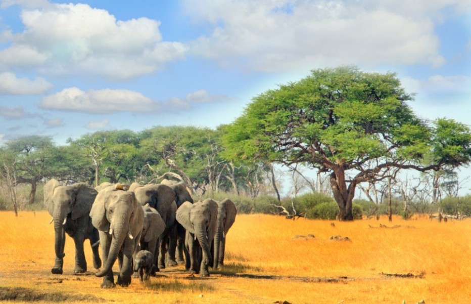 Les animaux qui font la richesse animalière de l'Afrique du Sud