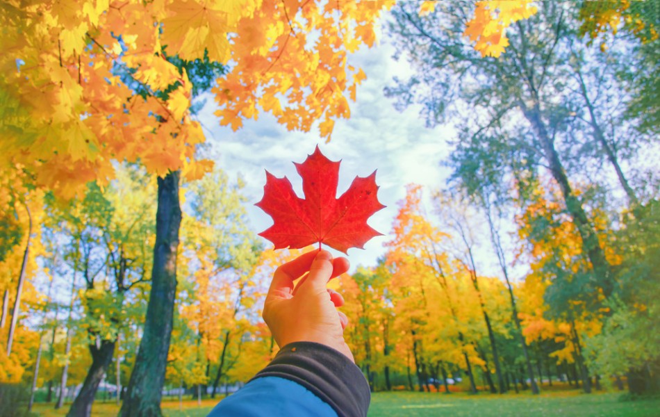 Canada activité : que faire pendant votre séjour ?