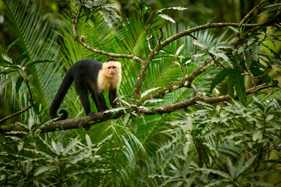 Quels sont les animaux fascinants à découvrir au Costa Rica ?