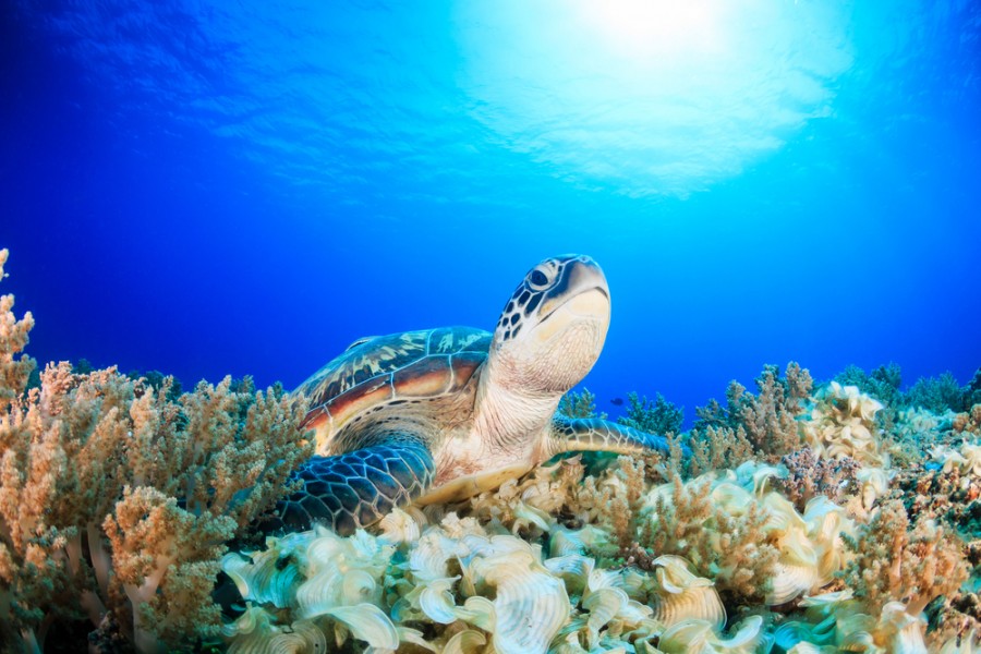 Découverte de l?île Gili : un paradis sur Terre