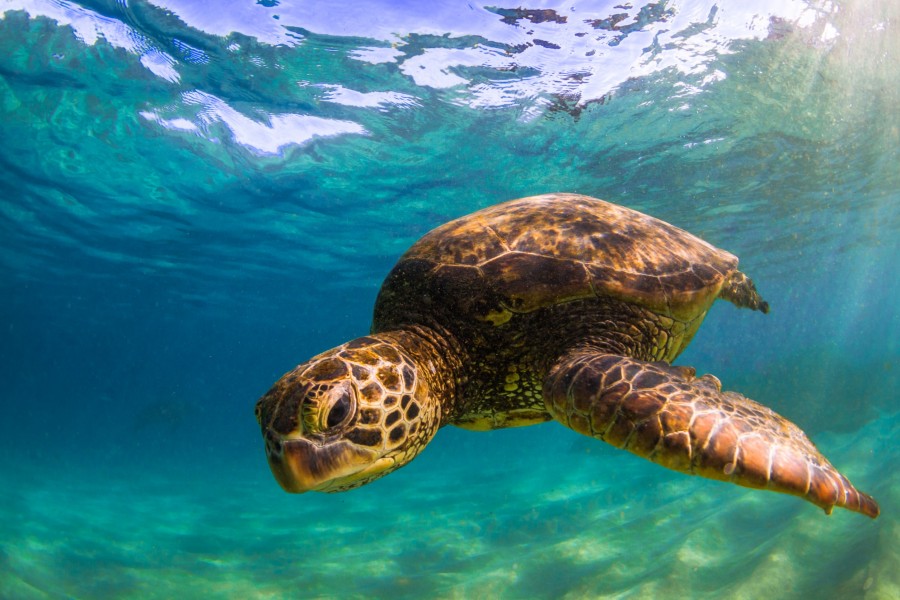 La protection de l'environnement à Mayotte : un réel engagement La protection de l'environnement à Mayotte : un réel engagement