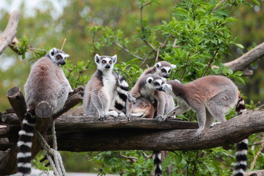Découverte du Lémurien de Madagascar : une espèce unique au monde