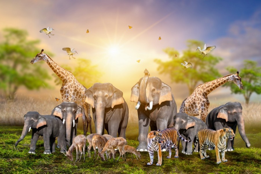 Pourquoi les Big Five sont-ils si emblématiques en Afrique ?