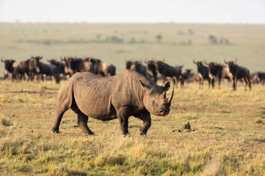 Pourquoi le Masai Mara est-il le joyau de l'Afrique de l'Est ?