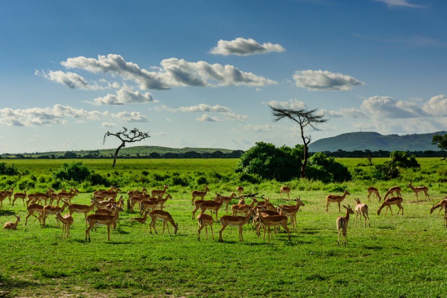 Partir en Tanzanie : le guide touristique pour vos vacances !