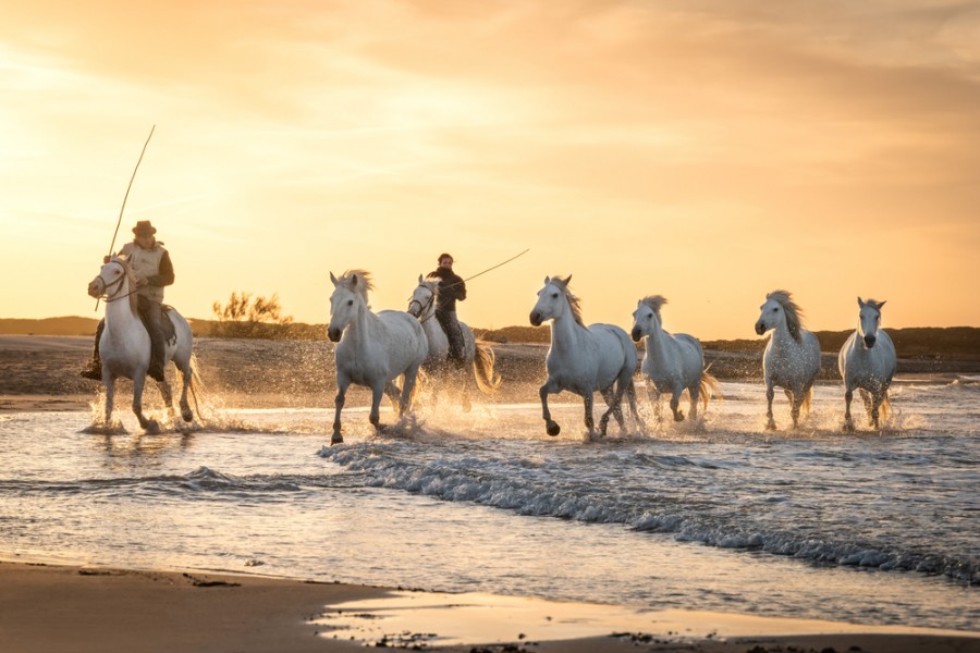 Où aller en Camargue : les meilleures destinations de voyage !