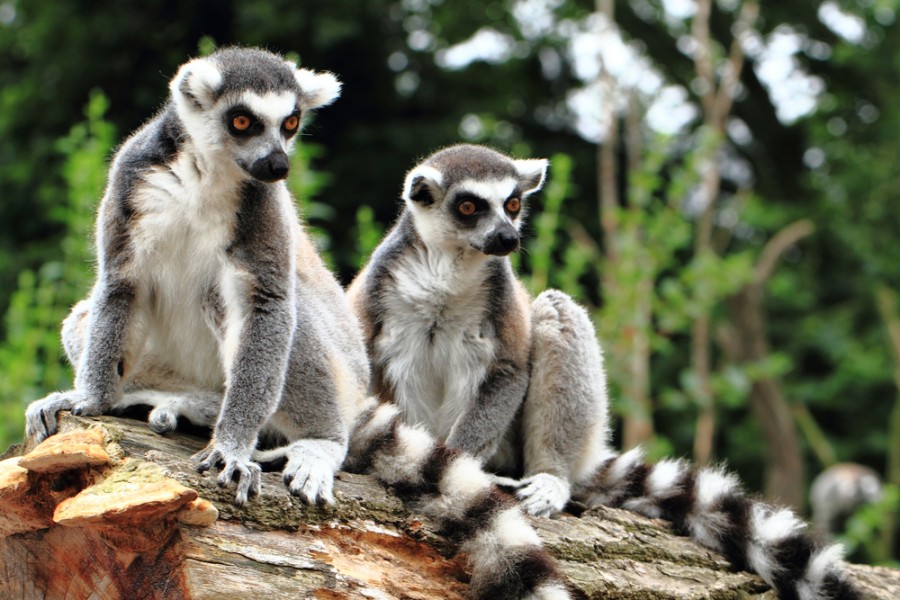 Quel est le nom du lémurien dans Madagascar ?