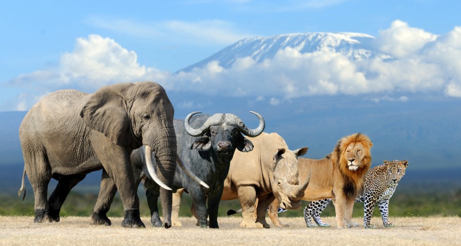 Quelle est la diversité des animaux à observer dans le Masai Mara ?