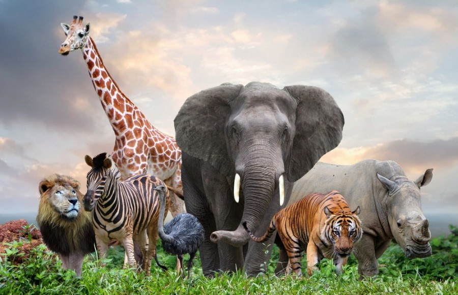 Quelles espèces d'animaux sauvages peut-on observer en Afrique du Sud ?