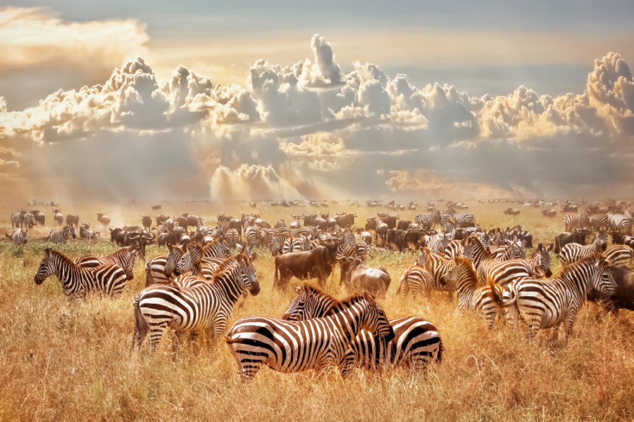 Quels sont les animaux les plus connus de la savane africaine ?