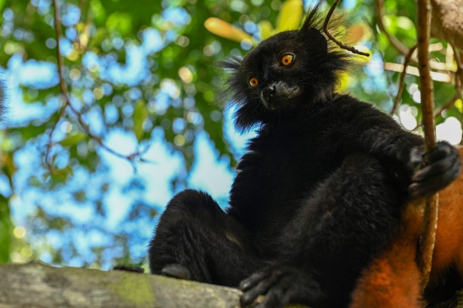Quels sont les différents types de lémuriens présents à Madagascar ?
